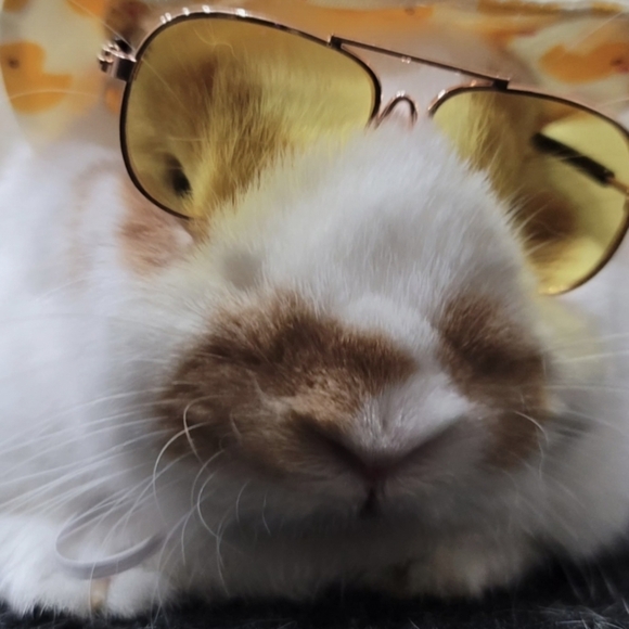 MARSHY's MANURE NATURAL GARDENING FERTILIZER - Picture 12 of 16